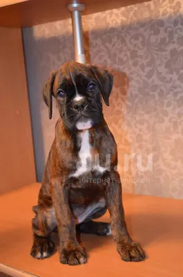 Щенки боксера — купить в Красноярске. Собаки, щенки на интернет-аукционе  Au.ru
