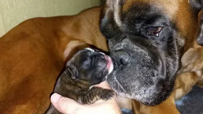 Новорожденный щенок немецкого боксера / Newborn Boxer Puppyвв - YouTube