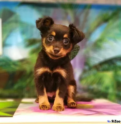 Продам щенка длинношерстного той-терьера — продать собаку в Красноярске за  15000 ₽ на ZooYa.ru