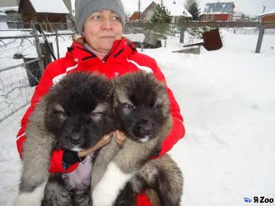 Продам щенка кавказской овчарки — купите собаку в Орехово-Зуево за 30000 ₽  на ZooYa.ru