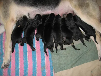Новорожденные щенки немецкой овчарки - 71 фото
