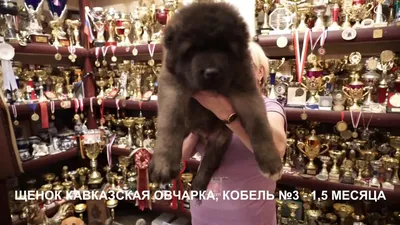 Щенки кавказская овчарка, продажа. www.r-risk.ru +79262205603 Татьяна  Ягодкина - YouTube