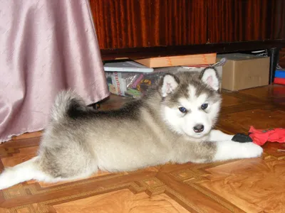 Красивый щенок маламута серым цветом волка Стоковое Изображение -  изображение насчитывающей жизнь, северный: 167807195
