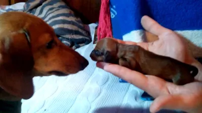 Новорожденная такса Марго - дочь Лизы и Берти. 6 часов отроду. Newborn  puppy mini dachshund - YouTube