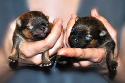 Новорождённые щенки шпица (52 лучших фото)