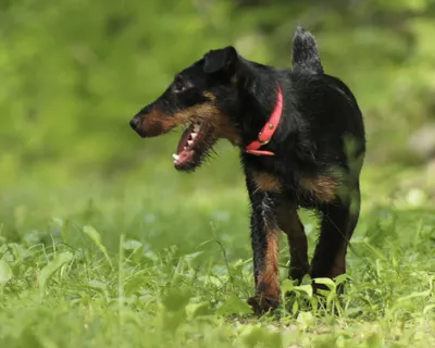 Порода ягдтерьер - очень активные собаки, с большим потенциалом для охоты  на самую разнообразную дичь.