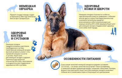 Развитие щенка немецкой овчарки (61 фото) - картинки sobakovod.club