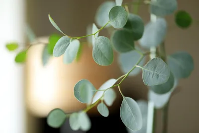 Эвкалипт «Бэйби Блу» из семян — мой опыт выращивания. Уход в домашних  условиях. Фото — Ботаничка