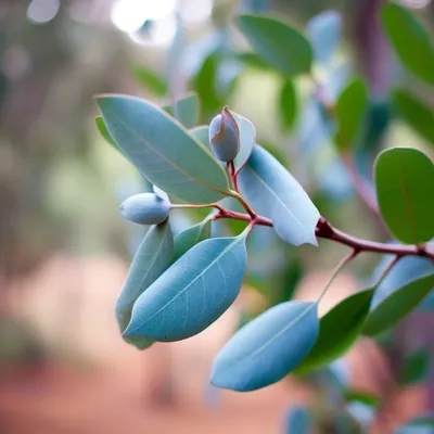 Растение эвкалипта Baby Blue: полное руководство и советы по уходу -  UrbanArm