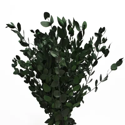 Купить Эвкалипт Ганна зеленый, стабилизированный, цена 589 ₴ — Prom.ua  (ID#1559664495)