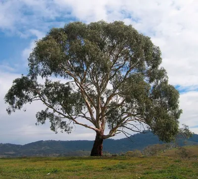Эвкалиптовое дерево: описание, где растут, виды, посадка и уход