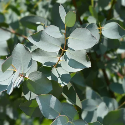 Эвкалипт Ганна (Eucalyptus gunnii) - PictureThis