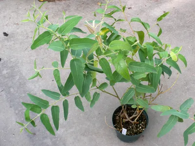 Дерево Эвкалипт выращивание в домашних условиях, лечебные свойства