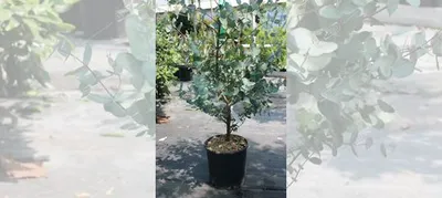 Эвкалипт Ганна 200/250 Eucalyptus gunnii 10л (И) купить в Краснодаре |  Товары для дома и дачи | Авито