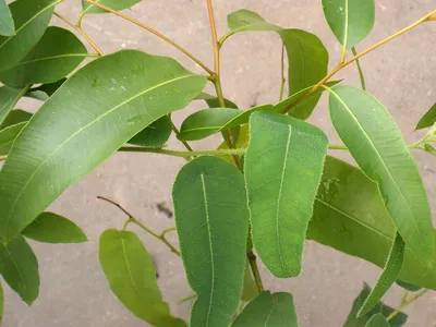 Дерево Эвкалипт выращивание в домашних условиях, лечебные свойства