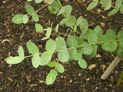 Файл:Eucalyptus gunni 'Silver Drop' Branch 1600px.jpg — Википедия