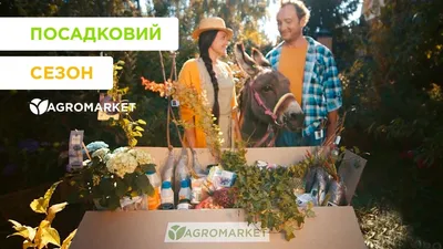 Эвкалипт \"Ганна\" ТМ \"Плазменные семена\" 5шт купить почтой в Одессе, Киеве,  Украине | Agro-Market