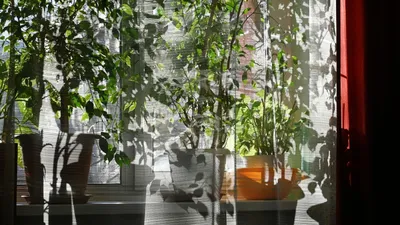 Какие экзотические деревья могут плодоносить в квартире