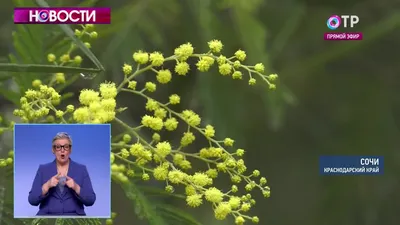 В Сочи из-за аномального тепла зацвели экзотические деревья | Новости | ОТР  - Общественное Телевидение России