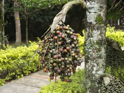 Экзотические фруктовые деревья - фото и картинки: 92 штук