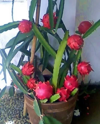 Экзотические растения купить в СпБ в магазине цветов Мандарин-Шоп