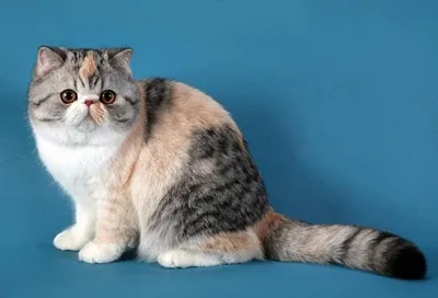 Характер, питание и уход экзотической короткошерстной кошки