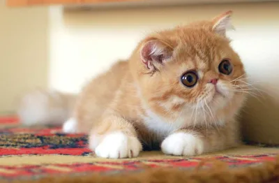 Экзотическая короткошерстная: описание породы, экзотические короткошерстные  котята – фото