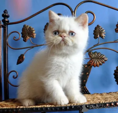 Котята экзоты плюшевые — купите кошку в Москве за 4000 ₽ на ZooYa.ru