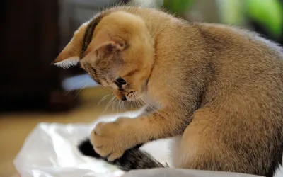 Молочно милый экзотический короткошерстный кот Фон И картинка для  бесплатной загрузки - Pngtree