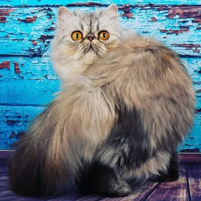 Экзотическая кошка котята - картинки и фото koshka.top