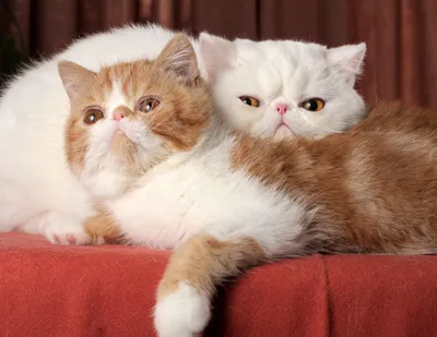 Экзотические короткошерстные кошки — купить котенка в Сочи за 20000 ₽ на  ZooYa.ru