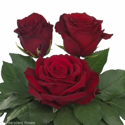 Interplant's Explorer® - Interplant Roses