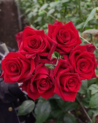 Explorer | Red Rose - Rosas del Corazón