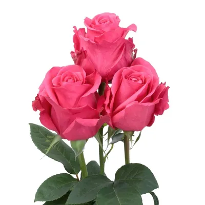 Роза Explorer 25 штук красные - купить букет цветов с доставкой по Москве