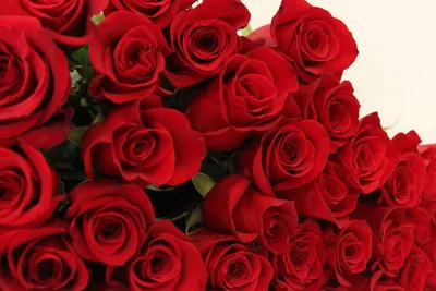 EXPLORER - Eden Roses Ecuador #Flowers #Roses #Ecuador #PrimeroEcuador  #Ecuador #Rose #MitadDelMundo #T… | Love rose flower, Beautiful rose  flowers, Beautiful roses