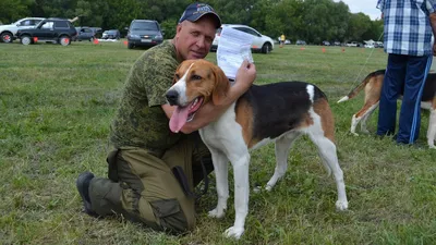 На выставку в Рязанскую область привезли около 300 гончих собак | Рязанские  ведомости