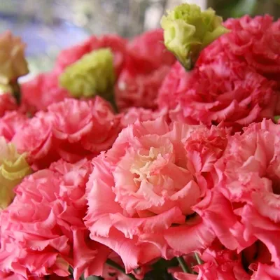 Эустома Махровая Красная Красавица \"Цветущий сад\" 🏆 – купить семена в Перми