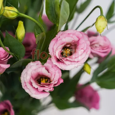 Букет из роз и эустомы - Flora Premium - Доставка Букетов на дом