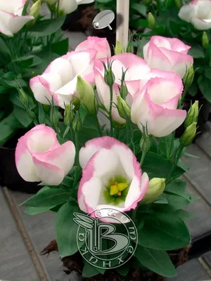 красивые цветочная композиция, пинк и красная роза, розовый Eustoma, желтая  хризантема Стоковое Фото - изображение насчитывающей цветки, флорист:  101964136