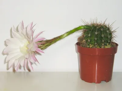 Если не цветет эхинопсис. Правильная зимовка и уход. Фото — Ботаничка