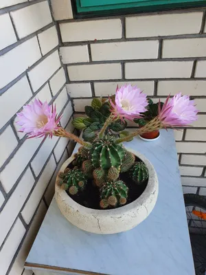 Цветущий кактус, он же Эхинопсис | Пикабу