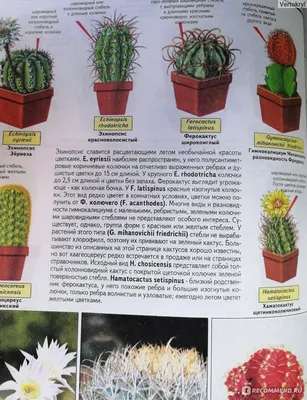 Эхинопсис хамецереус (Echinopsis chamaecereus) — описание, выращивание,  фото | на LePlants.ru
