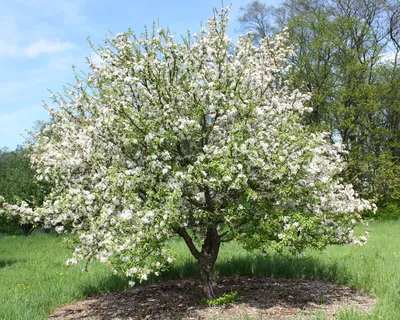 Яблоня сливолистная — Википедия