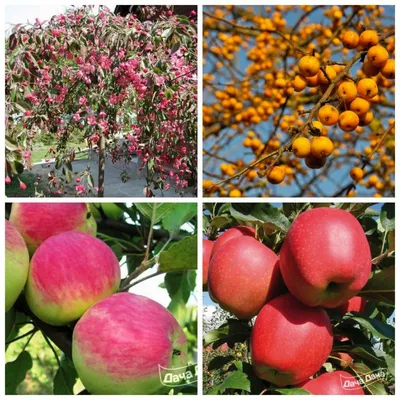 Купить дерево яблоню по цене от | ДАЧНАЯ ЭНЦИКЛОПЕДИЯ