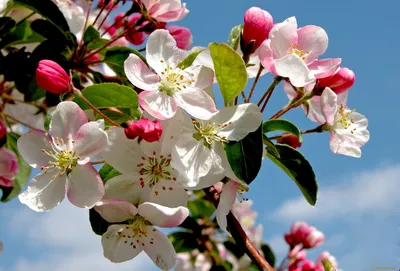 Картинки яблони в цвету (52 фото) - 52 фото