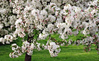 Картинка Цветущая яблоня » Деревья » Природа » Картинки 24 - скачать  картинки бесплатно