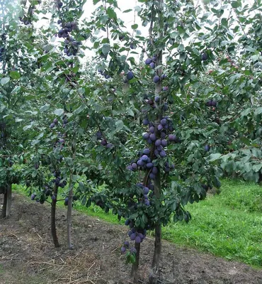 Деревья плодовые 7-8 лет (яблоня, слива, груша, вишня) - купить саженцы в  Челябинске в питомнике по отличным ценам - Крупномер