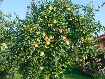 Календарь ухода за яблоней по месяцам. Фото — Ботаничка