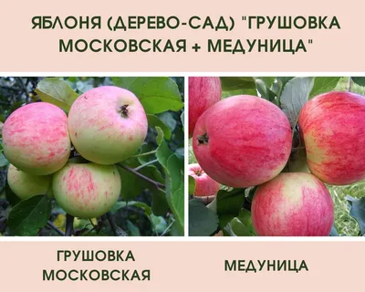 Яблоня (Дерево-сад) \"Грушовка Московская+Медуница\"
