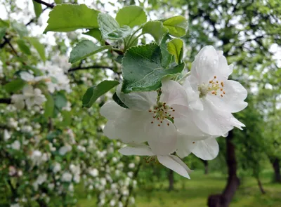 Цветы яблони, цветущее дерево яблоня весной - фотосток Fotoart
